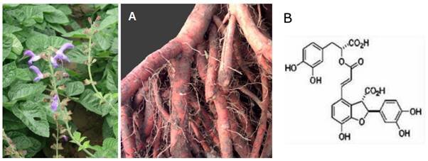 Danshen with Chemical Structure – a Herbal Medicine for Diabetic Retinopathy