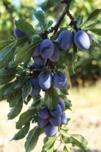 pexels photo 18273782 18273782 Jamun (Black Plum)