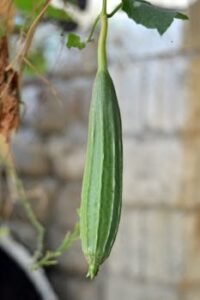 pexels photo 35072410 35072410 Ridge Gourd (Torai/Turai)