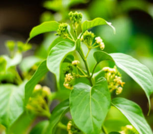 Gurmar Gymnema Sylvestre Gurmar (Gymnema Sylvestre)