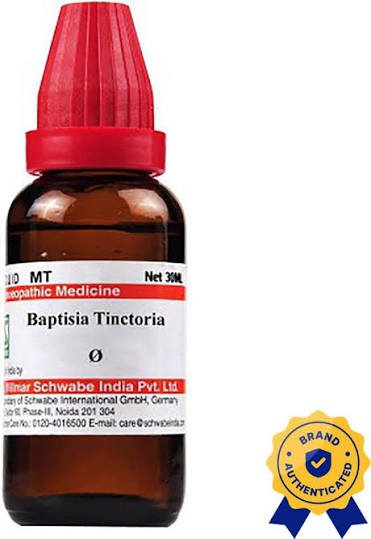 Baptisia Tinctoria The Typhoid Terminator Baptisia Tinctoria: The Typhoid Terminator